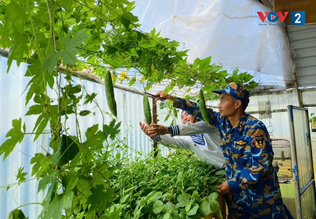 kỳ công ủ nước mắm và trồng rau trên nhà giàn dk1 hình ảnh 6 ky cong u nuoc mam va trong rau tren nha gian dk1 hinh anh 6
