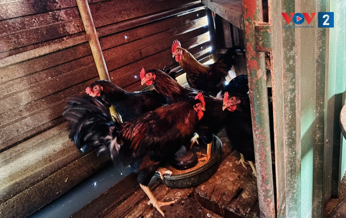 kỳ công ủ nước mắm và trồng rau trên nhà giàn dk1 hình ảnh 7 ky cong u nuoc mam va trong rau tren nha gian dk1 hinh anh 7