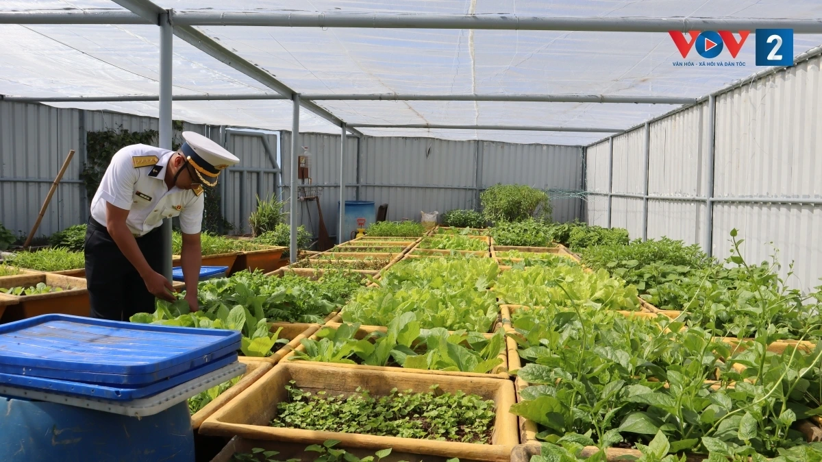 kỳ công ủ nước mắm và trồng rau trên nhà giàn dk1 hình ảnh 8 ky cong u nuoc mam va trong rau tren nha gian dk1 hinh anh 8