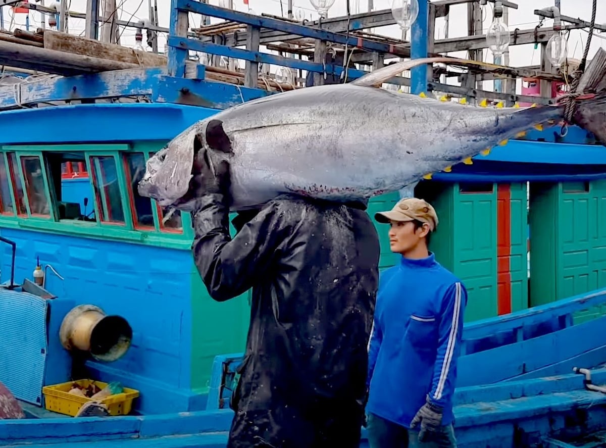 Xuất khẩu cá ngừ sang Mỹ giảm mạnh do ảnh hưởng của MMPA. Ảnh: Sơn Trang.