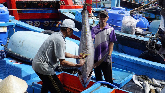 Chuyến biển cuối năm mang về sản lượng lớn cá ngừ đại dương khiến ngư dân Gia Lai phấn khởi