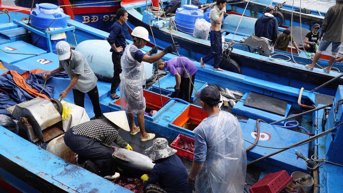 Từng đoàn tàu nối nhau cập bến cảng cá Tam Quan, khoang thuyền đầy cá ngừ đại dương