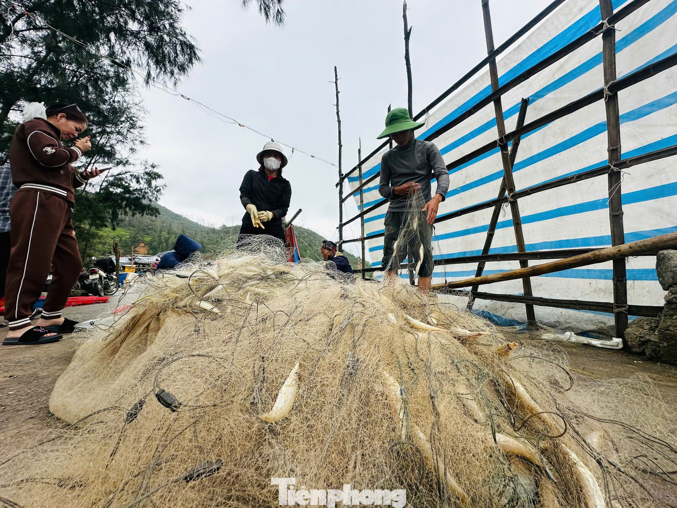 Trúng đậm “lộc biển” đầu xuân, nhiều ngư dân phấn khởi, huy động thêm người phụ giúp đưa lên bờ, nhanh tay phân loại, cân bán cho khách. Nhiều gia đình thu hàng chục triệu đồng trong những ngày vươn khơi dịp Tết. tp-anh-ca-92udd.jpg