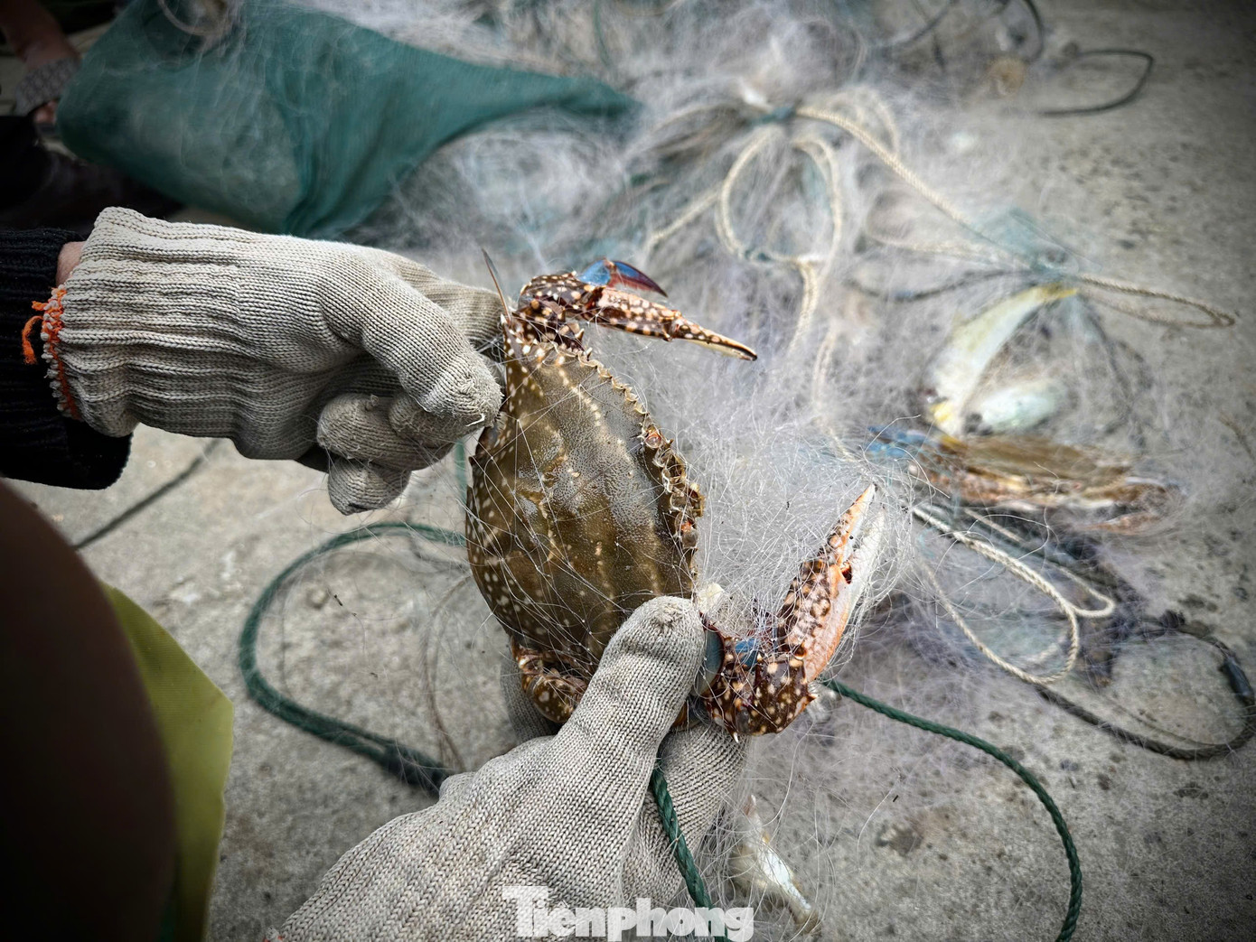 Theo ghi nhận, sau Tết giá hải sản tăng cao. Ghẹ loại đẹp được bán với giá khoảng 600 ngàn đồng/kg. tp-anh-ca-kdhsk.jpg