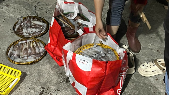 Nhiều người con khái niệm kiêng cữ ăn mực đầu năm vì sợ xui nhưng đối với ngư dân thì loài hải sản này đang mang lại thu nhập lớn cho họ.