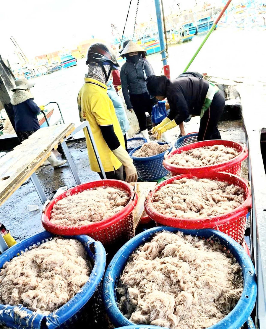 Ruốc được thu mua ngay tại Cảng cá Quy Nhơn. Ảnh: N.N Ruốc được thu mua ngay tại Cảng cá Quy Nhơn. Ảnh: N.N