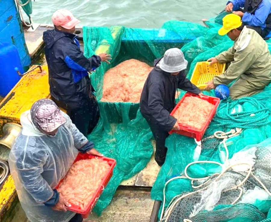 Ngư dân Nhơn Lý (phường Quy Nhơn Đông) mang ruốc vào bờ sau một đêm khai thác. Ảnh: N.N Ngư dân Nhơn Lý (phường Quy Nhơn Đông) mang ruốc vào bờ sau một đêm khai thác. Ảnh: N.N