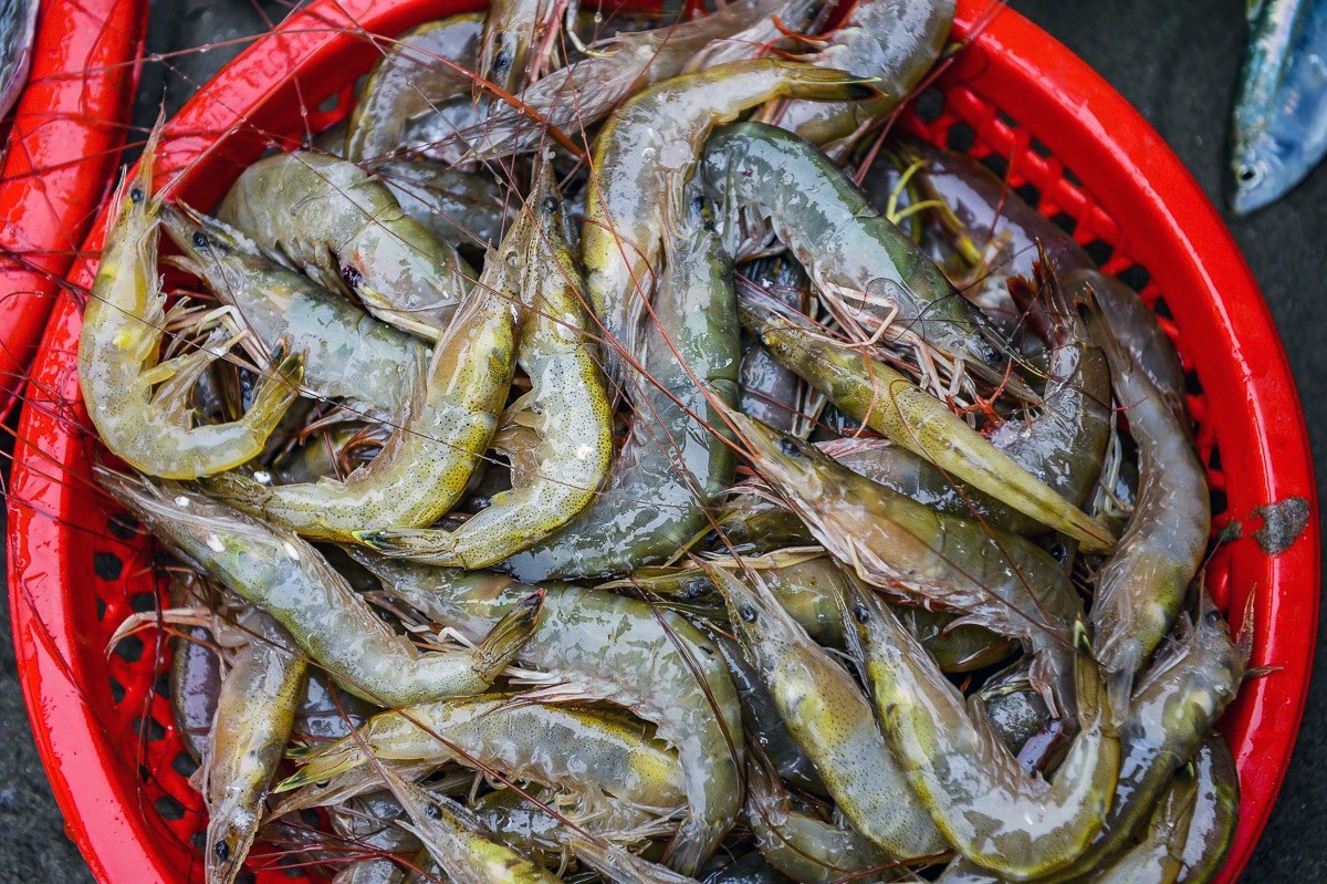 Ngư dân Thanh Hóa vươn khơi, đón "lộc biển" đầu Xuân