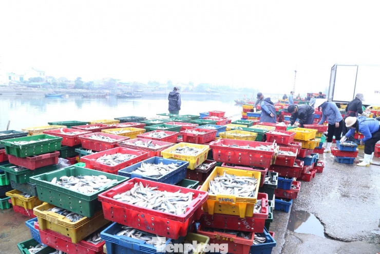 Từ rạng sáng, bến cá Nghi Thủy (phường Cửa Lò, tỉnh Nghệ An) đã nhộn nhịp tàu thuyền cập bến. Cá tươi được chuyển nhanh tay lên bờ, phân loại, cân đếm rồi đưa thẳng vào các cơ sở chế biến. Không khí càng thêm tất bật khi nhu cầu cá nướng phục vụ thị trường Tết tăng cao.