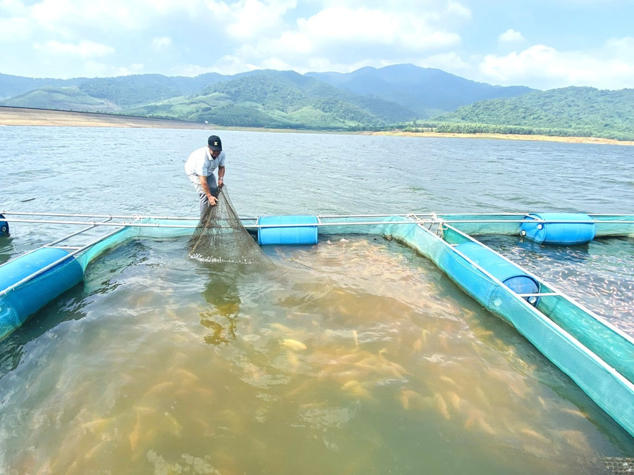 Tỉnh ưu tiên phát triển nuôi biển ứng dụng công nghệ cao. Ảnh: N.N nuoi-ca.jpg