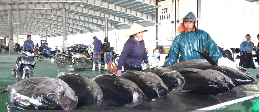 Tỉnh đặt mục tiêu 60 - 70% sản lượng thủy sản được khai thác bằng công nghệ tiên tiến, thân thiện môi trường. Ảnh: N.N 3.jpg