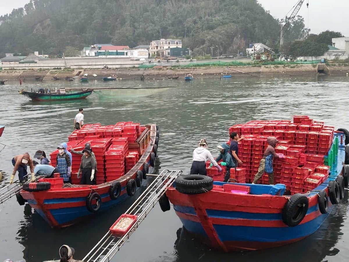 Những chuyến tàu đầu năm đầy ắp hải sản cập bờ. Ảnh: Đình Tiệp. Những chuyến tàu đầu năm đầy ắp hải sản cập bờ. Ảnh: Đình Tiệp.