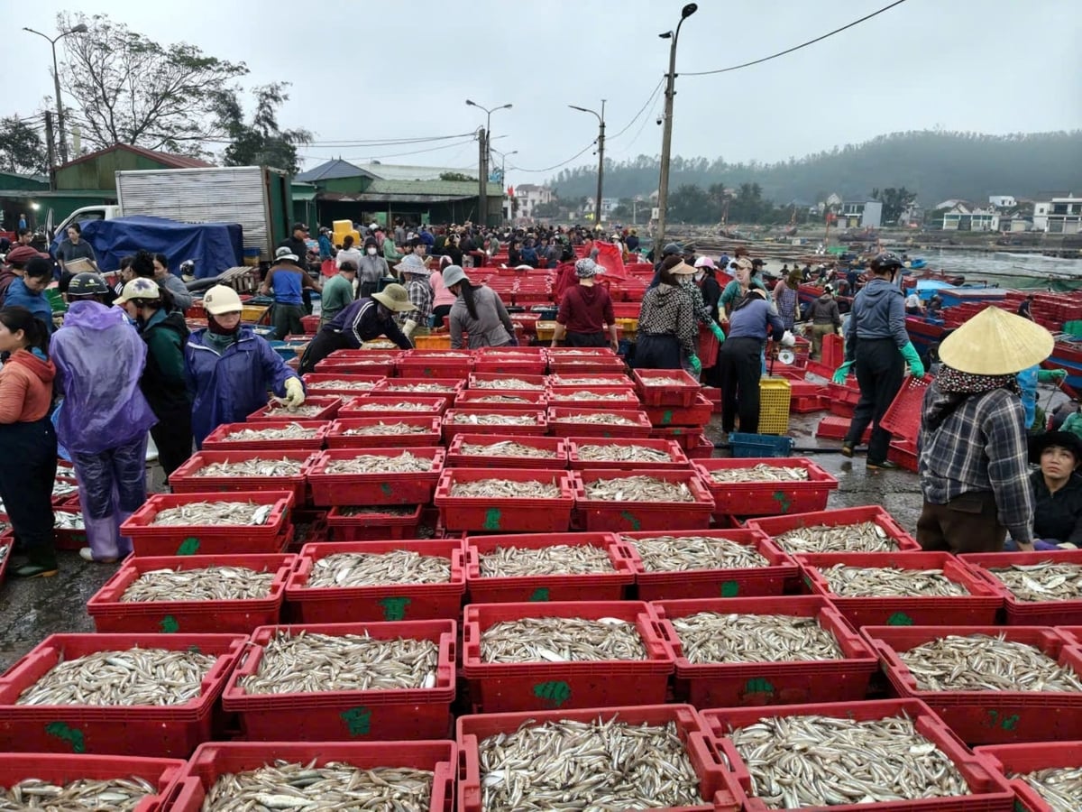 Mẻ cá cơm mới vừa cập bờ ngày đầu năm. Ảnh: Đình Tiệp. Mẻ cá cơm mới vừa cập bờ ngày đầu năm. Ảnh: Đình Tiệp.