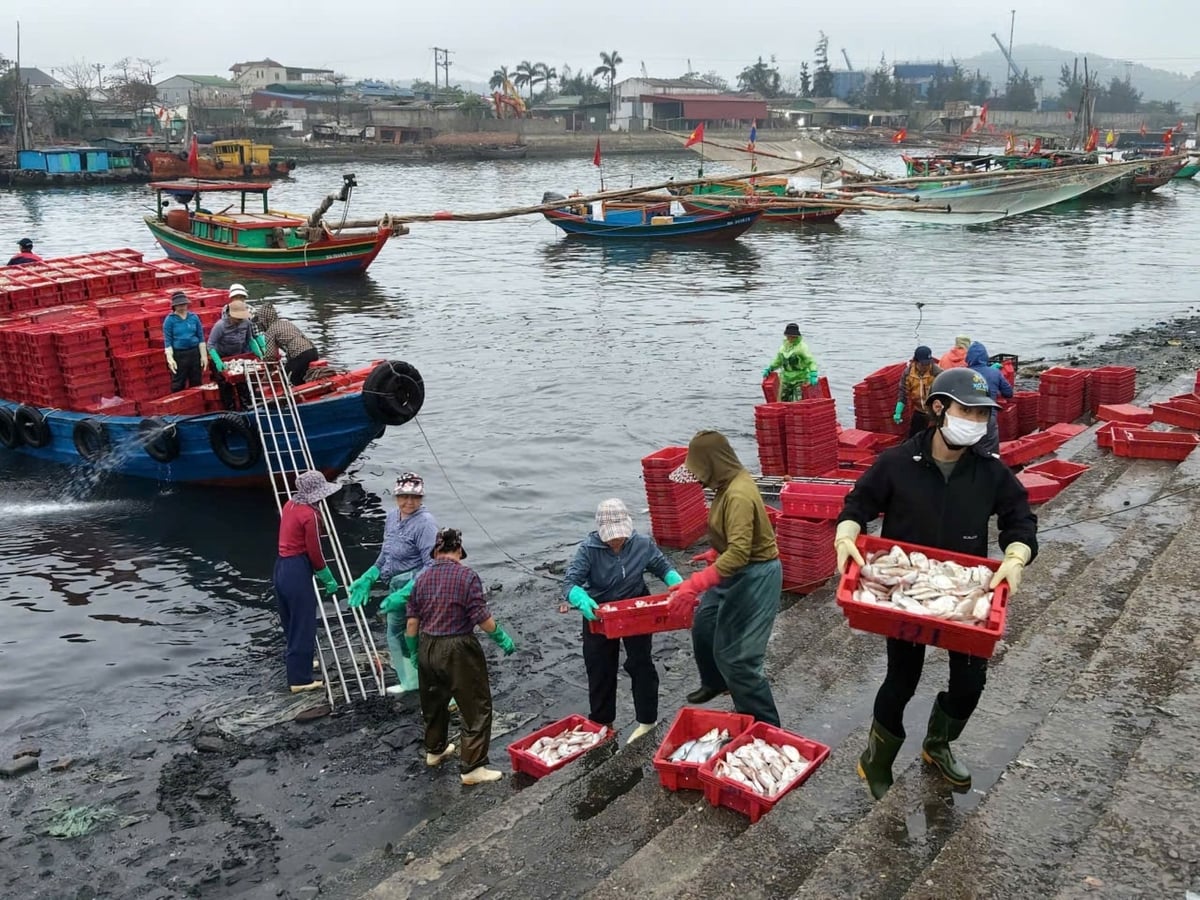 Ngư dân khẩn trương bốc những mẻ cá từ tàu lên bến cá. Ảnh: Đình Tiệp. Ngư dân khẩn trương bốc những mẻ cá từ tàu lên bến cá. Ảnh: Đình Tiệp.