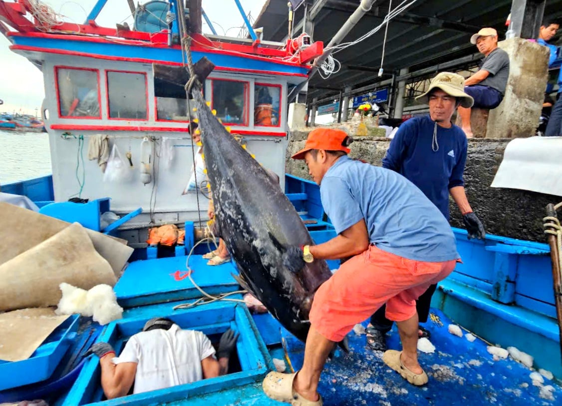 Tỉnh Khánh Hòa có đội tàu khai thác cá ngừ đại dương. Ảnh: KS.