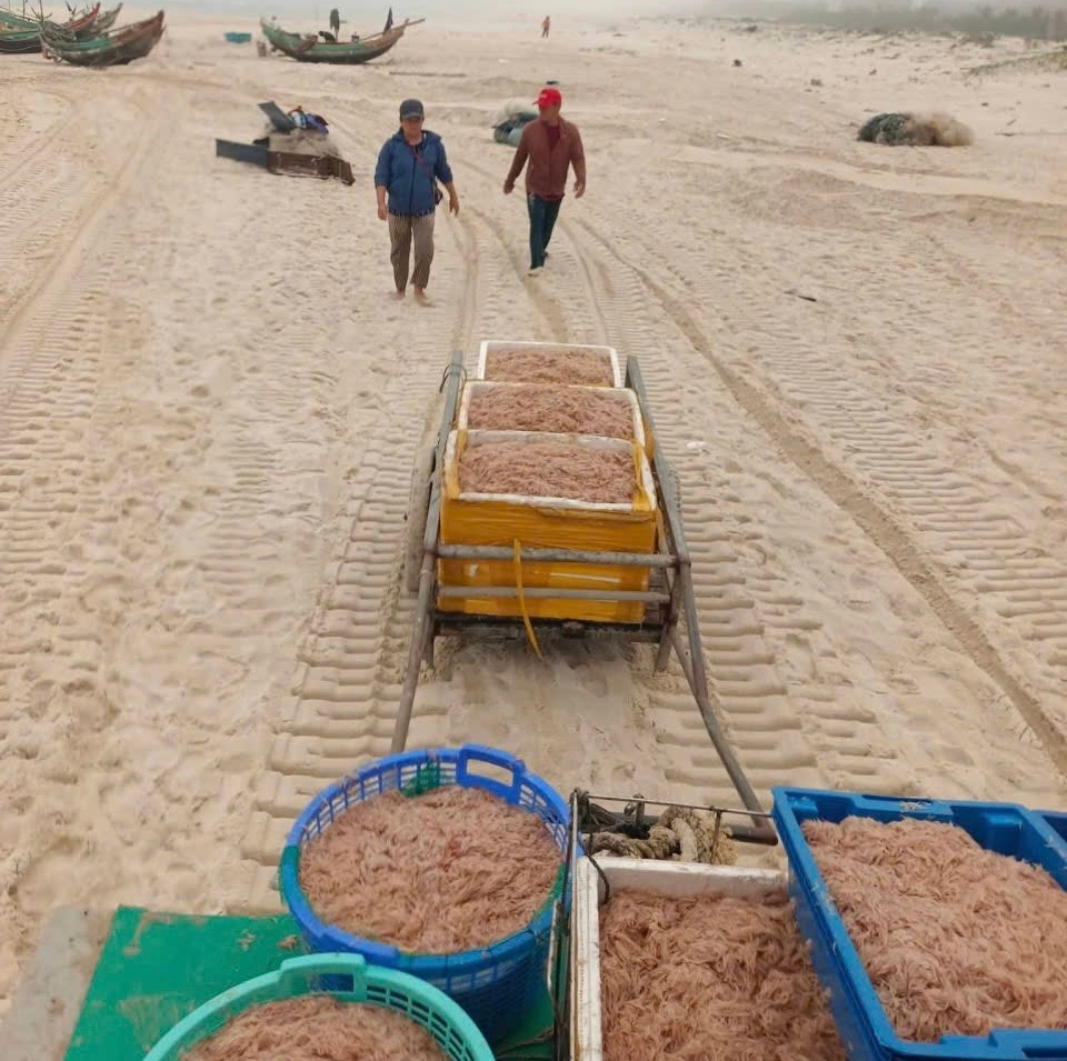 Ngư dân thu hàng tạ ruốc sau mỗi đêm ra biển. img-0261.jpg