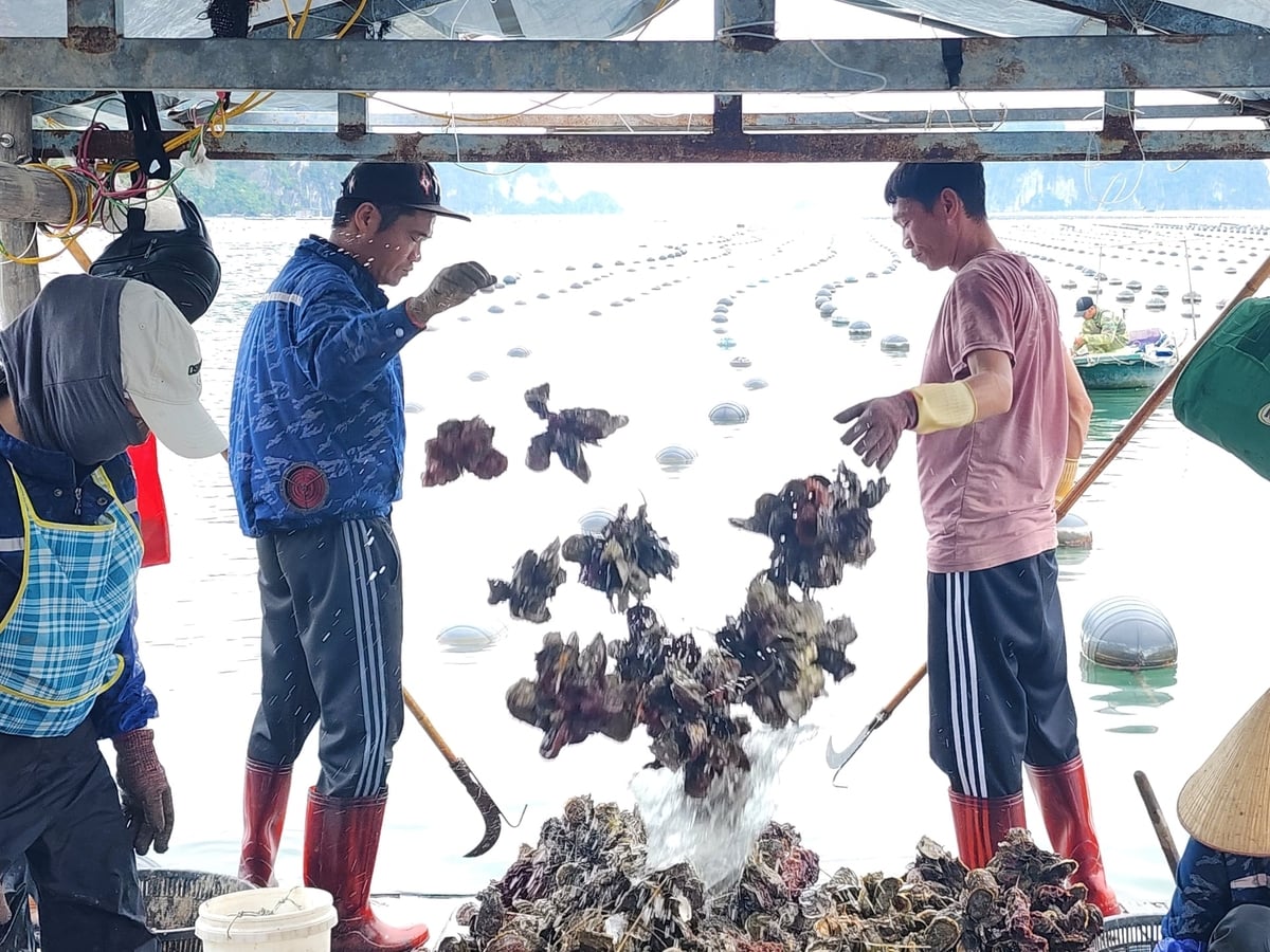 Ngư dân Vân Đồn thu hoạch hàu sữa, hải sản chủ lực của địa phương. Ảnh: Cường Vũ. Ngư dân Vân Đồn thu hoạch hàu sữa, hải sản chủ lực của địa phương. Ảnh: Cường Vũ.