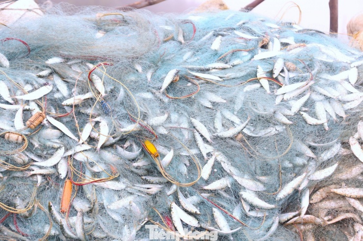 Những tay lưới nặng trĩu được kéo lên bờ. Người gỡ cá, người phân loại, người vận chuyển… tất cả tạo nên một bức tranh lao động nhộn nhịp, đầy sức sống.