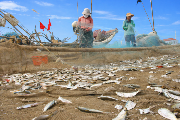 Ngư dân kiếm bộn tiền mùa cá trích - 6