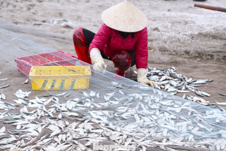 Theo kinh nghiệm của ngư dân địa phương, mùa cá trích thường kéo dài từ tháng 3 đến khoảng tháng 5, tháng 6. Đây là thời điểm cá xuất hiện dày ở vùng lộng, cách bờ từ 6 – 8 hải lý.