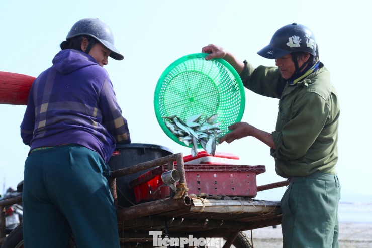 Ngư dân thường xuất phát từ 3 – 4 giờ sáng và trở về vào khoảng 8 – 10 giờ để kịp bán cá tươi trong ngày. Giá cá dao động từ 15.000 đến 25.000 đồng/kg, tùy kích cỡ.