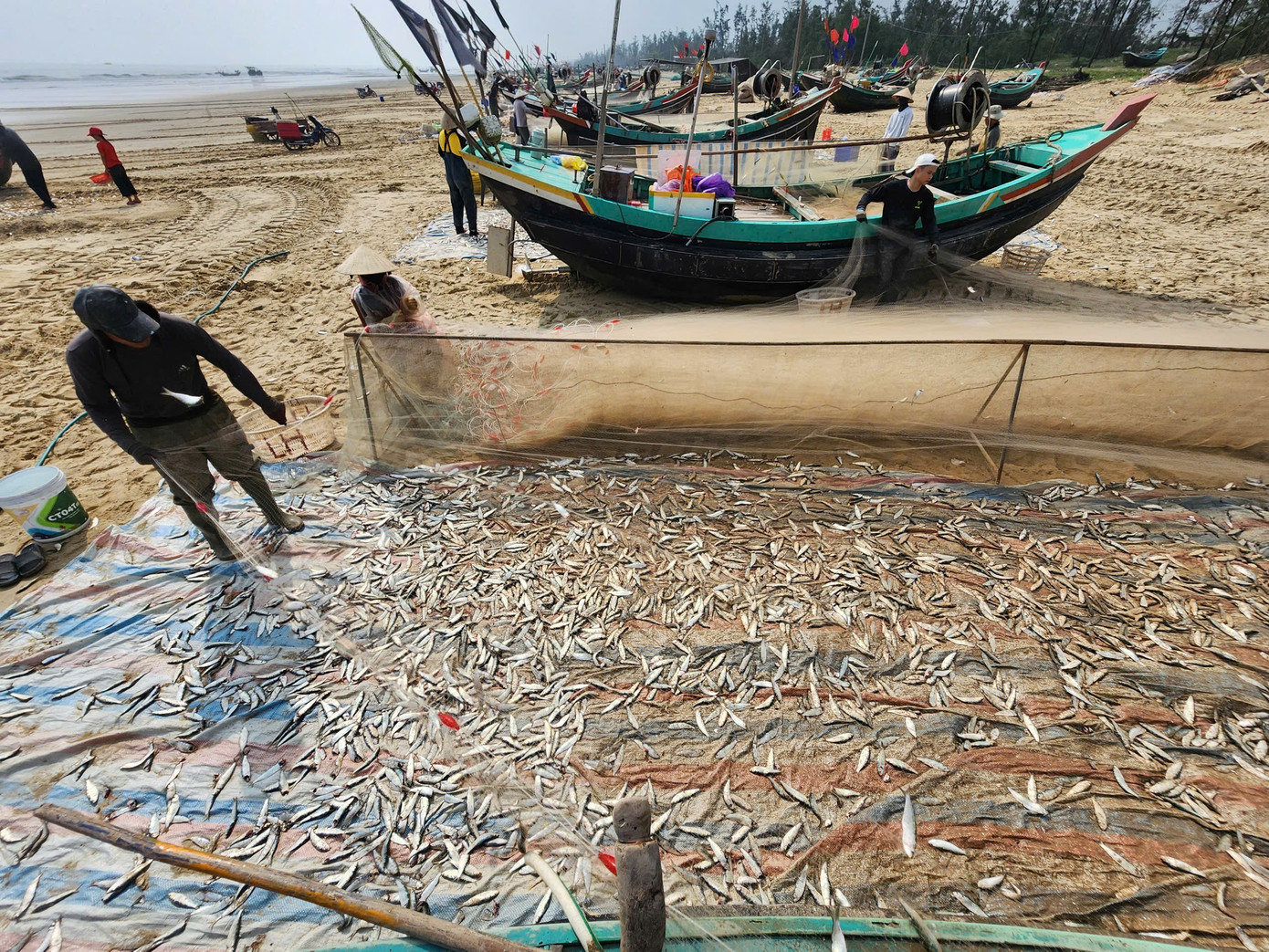 Mỗi chuyến biển, nhiều tàu của ngư dân đánh bắt được từ 1–2 tấn cá trích. Những tàu trúng ít hơn cũng đạt sản lượng từ vài trăm kg đến gần 1 tấn. 1725313647475248060.jpg