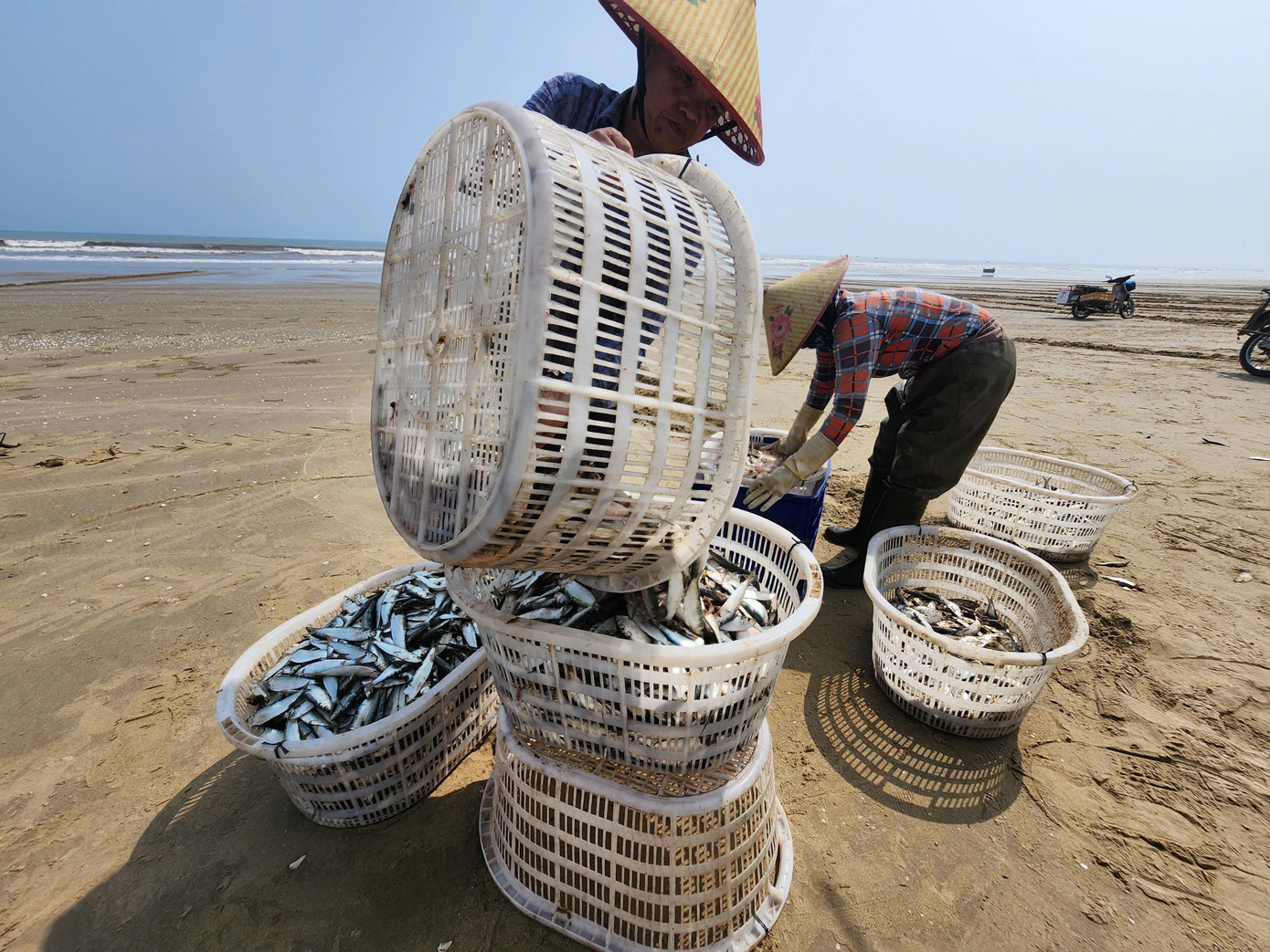 Sau khi được gỡ khỏi lưới, cá trích được rửa sơ qua nước biển, tập kết tại bờ để bán cho thương lái. Giá thu mua hiện dao động khoảng 9.000 –-12.000 đồng/kg, tùy loại và thời điểm. Với sản lượng từ vài trăm kg đến gần 1 tấn, mỗi chuyến biển ngư dân có thể thu về khoảng 3 chục triệu đồng. 1949985583894120969.jpg