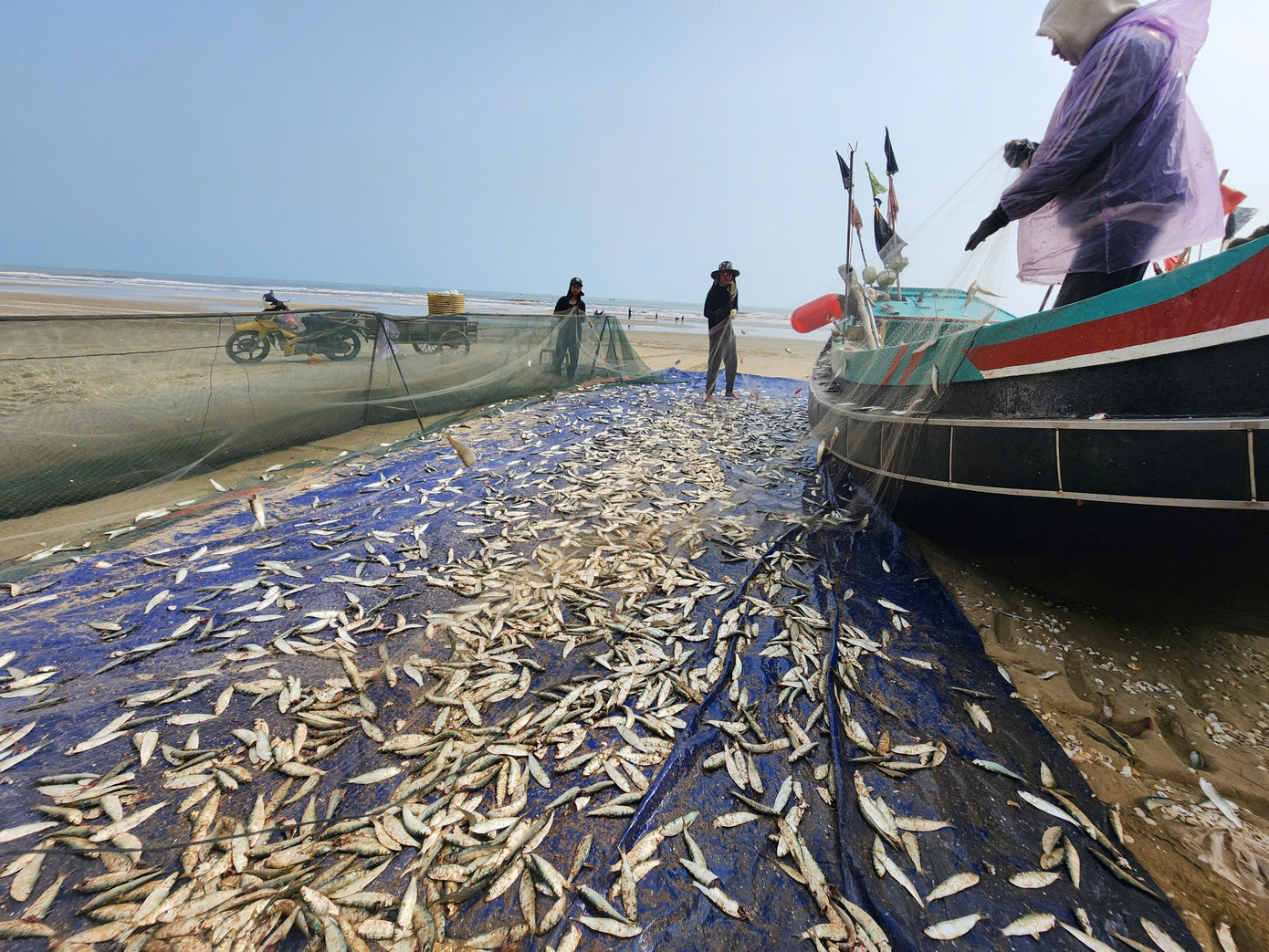 Ngư dân cho biết, thời điểm này ngư trường gần bờ xuất hiện nhiều luồng cá trích với số lượng lớn. Đây cũng là mùa chính khai thác cá trích hằng năm, thường bắt đầu sau Tết Nguyên đán và kéo dài đến khoảng tháng 4 dương lịch. 3547527038802552510-2.jpg