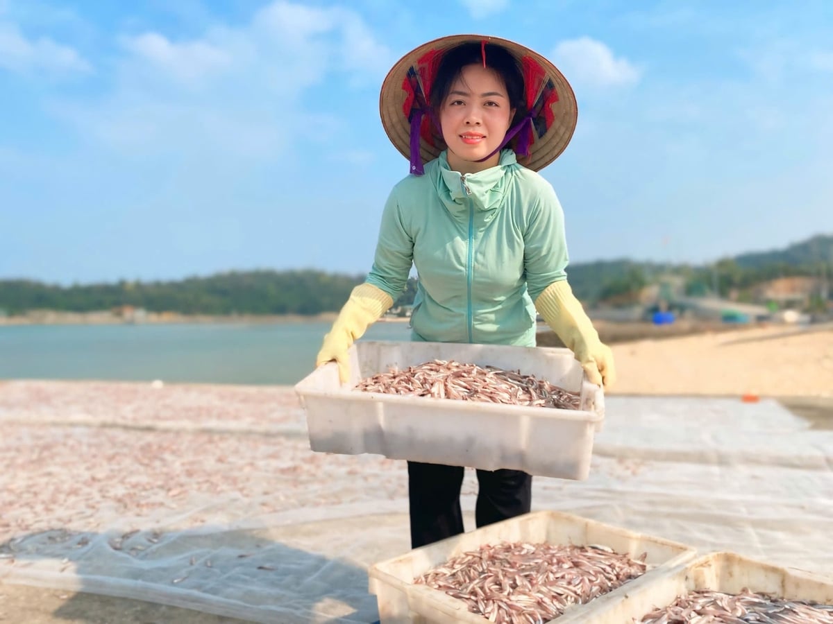 Người dân đặc khu Cô Tô thu hoạch cá ruội. Ảnh: Nguyễn Thành.