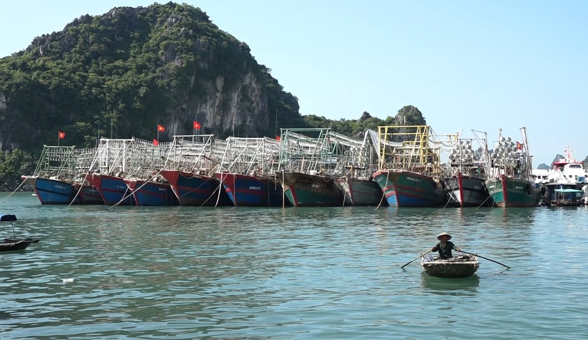 Khu neo đậu tránh trú bão cấp vùng kết hợp cảng cá Cái Rồng (đặc khu Vân Đồn). Ảnh: Nguyễn Thành.