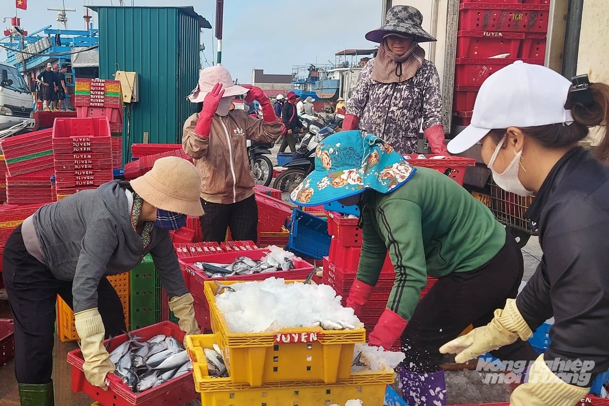 Quảng Trị quyết tâm cùng cả nước gỡ thẻ vàng EU. Ảnh: Võ Dũng.