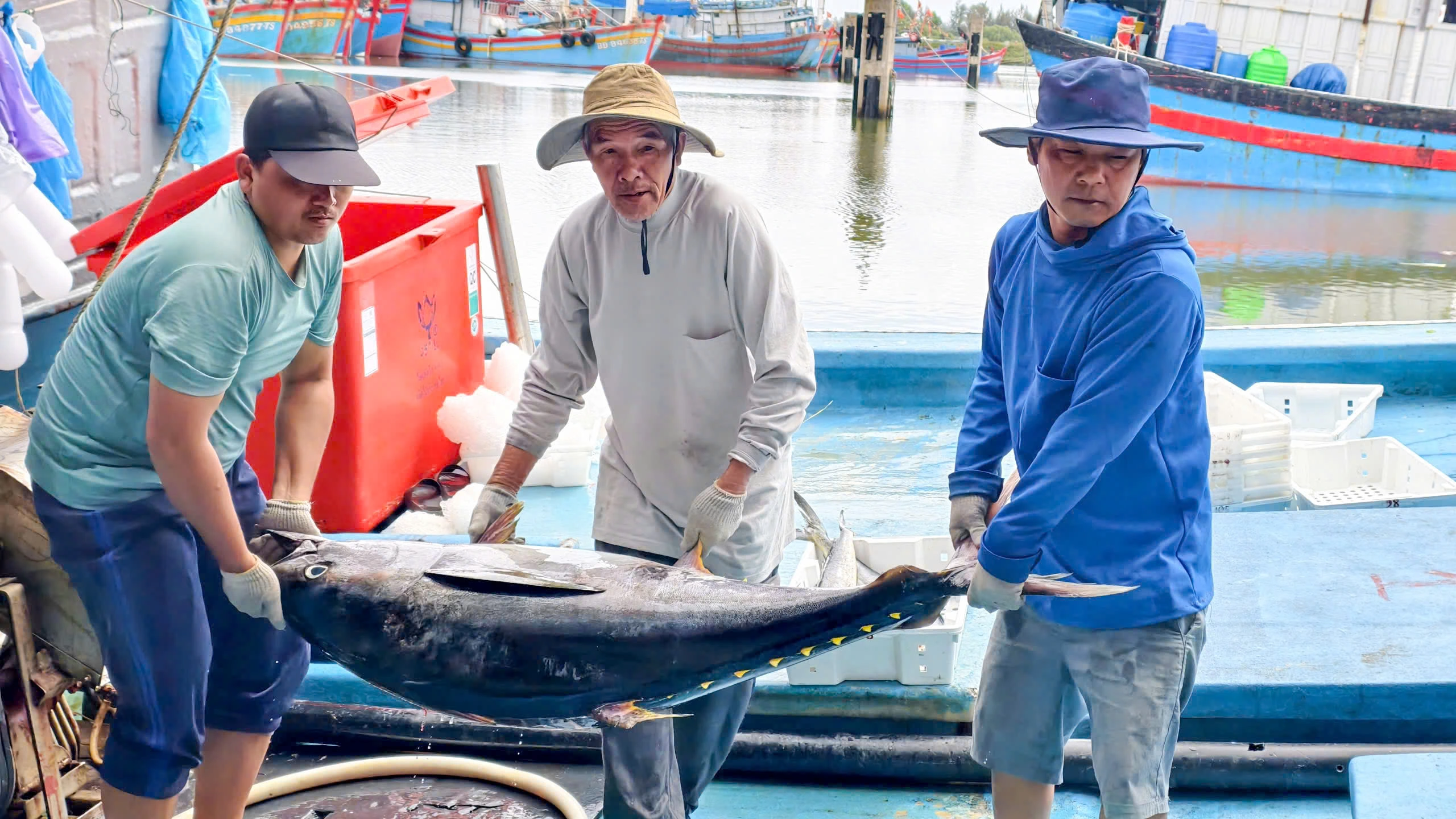 Trúng đậm cá ngừ đại dương ở Hoàng Sa , ngư dân Quảng Ngãi thu hoạch bất ngờ - Ảnh 2. Trúng đậm cá ngừ đại dương ở Hoàng Sa , ngư dân Quảng Ngãi thu hoạch bất ngờ - Ảnh 2.