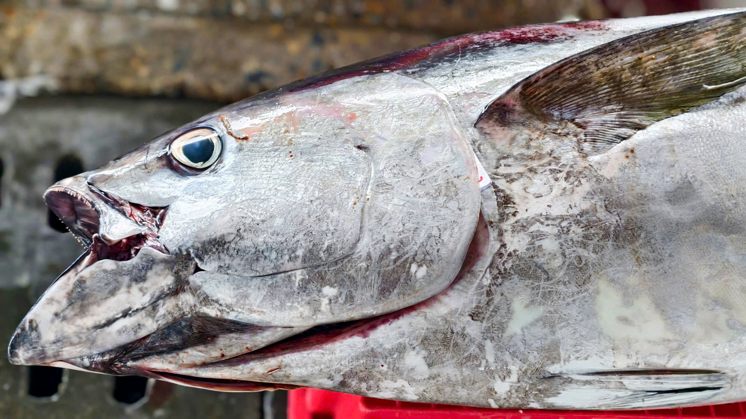 Trúng đậm cá ngừ đại dương ở Hoàng Sa , ngư dân Quảng Ngãi thu hoạch bất ngờ - Ảnh 3. Trúng đậm cá ngừ đại dương ở Hoàng Sa , ngư dân Quảng Ngãi thu hoạch bất ngờ - Ảnh 3.