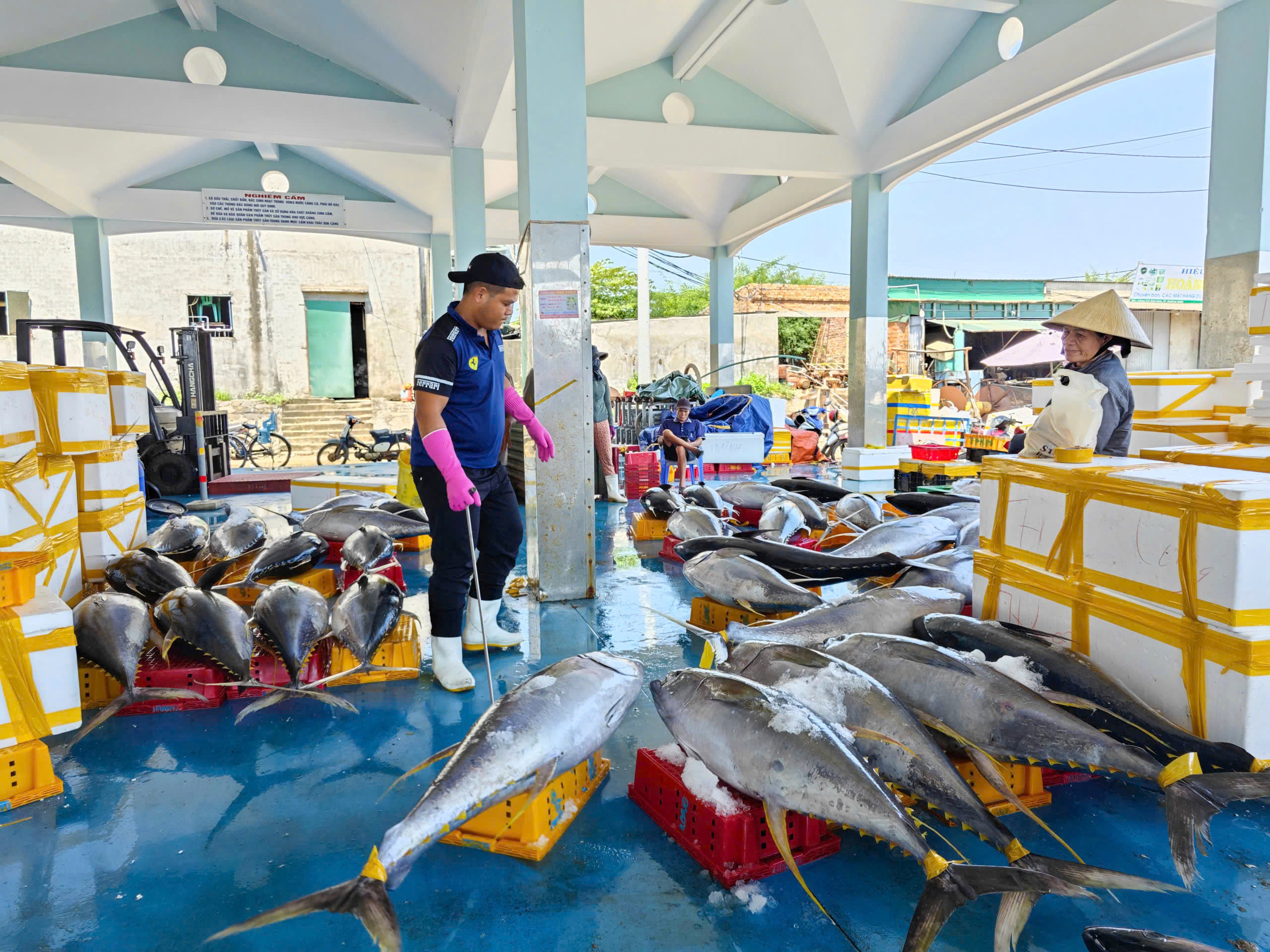 Trúng đậm cá ngừ đại dương ở Hoàng Sa , ngư dân Quảng Ngãi thu hoạch bất ngờ - Ảnh 4. Trúng đậm cá ngừ đại dương ở Hoàng Sa , ngư dân Quảng Ngãi thu hoạch bất ngờ - Ảnh 4.