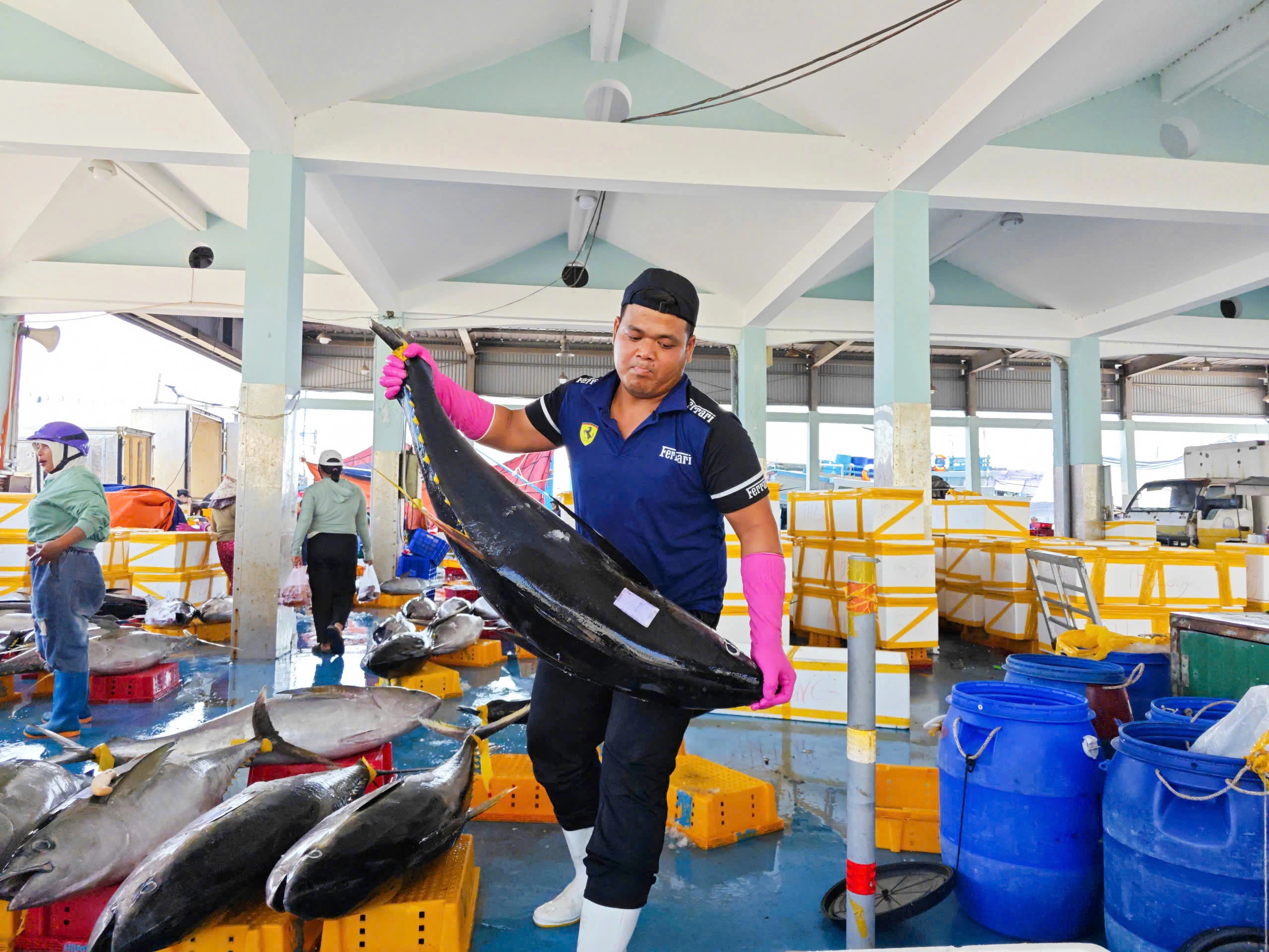 Trúng đậm cá ngừ đại dương ở Hoàng Sa , ngư dân Quảng Ngãi thu hoạch bất ngờ - Ảnh 5. Trúng đậm cá ngừ đại dương ở Hoàng Sa , ngư dân Quảng Ngãi thu hoạch bất ngờ - Ảnh 5.