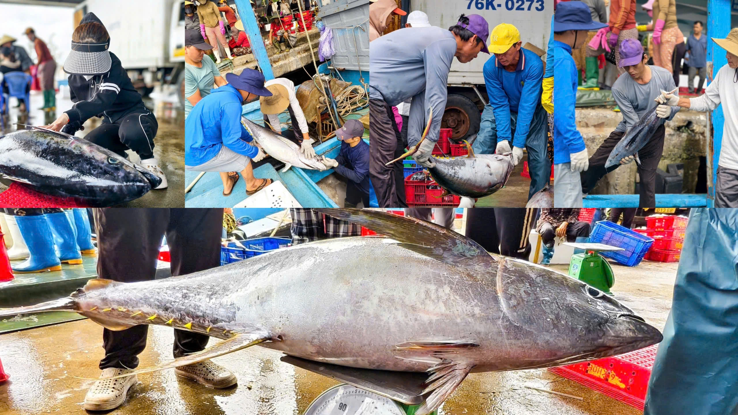 Trúng đậm cá ngừ đại dương ở Hoàng Sa , ngư dân Quảng Ngãi thu hoạch bất ngờ - Ảnh 7. Trúng đậm cá ngừ đại dương ở Hoàng Sa , ngư dân Quảng Ngãi thu hoạch bất ngờ - Ảnh 7.