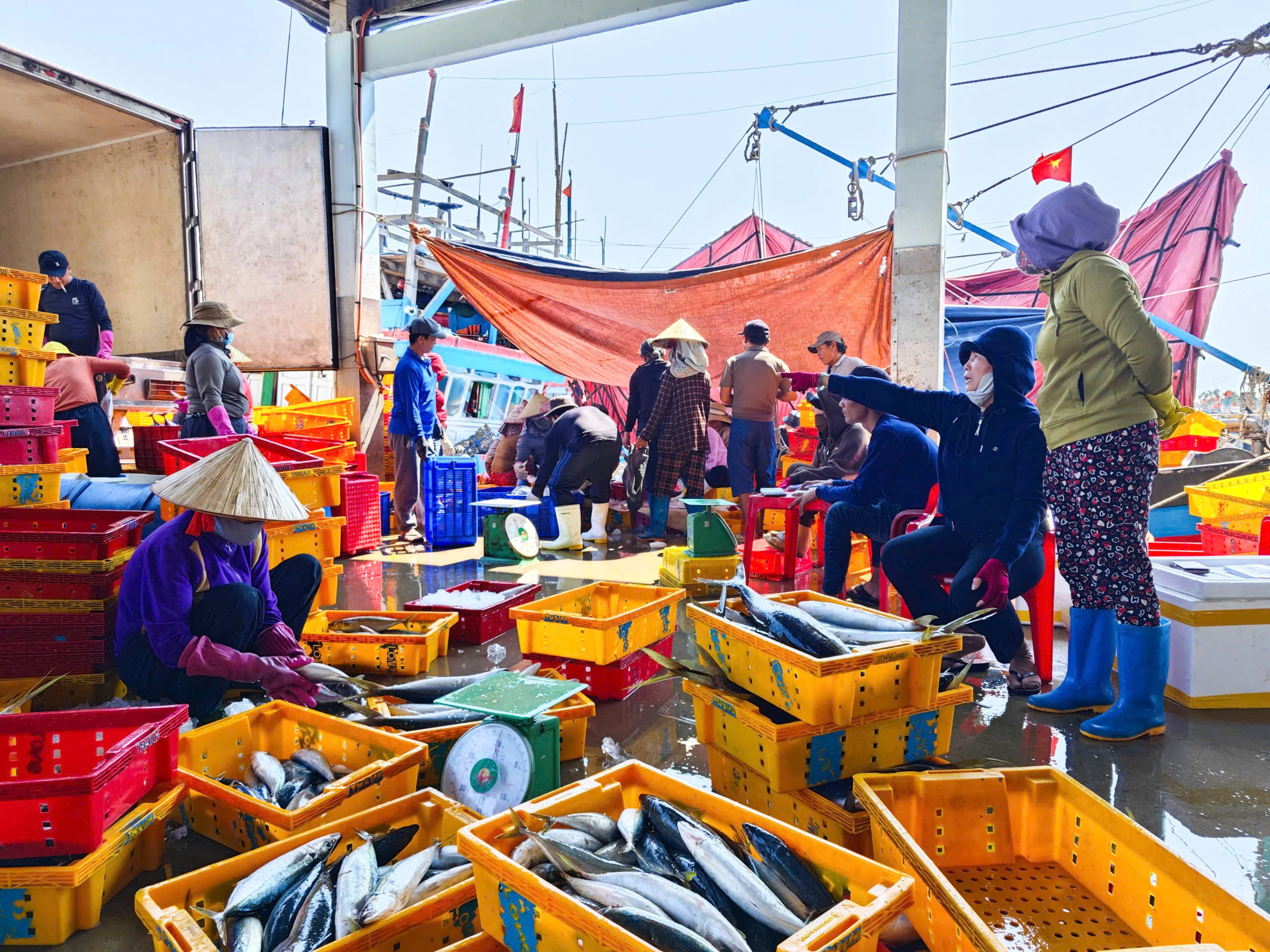 Trúng đậm cá ngừ đại dương ở Hoàng Sa , ngư dân Quảng Ngãi thu hoạch bất ngờ - Ảnh 8. Trúng đậm cá ngừ đại dương ở Hoàng Sa , ngư dân Quảng Ngãi thu hoạch bất ngờ - Ảnh 8.