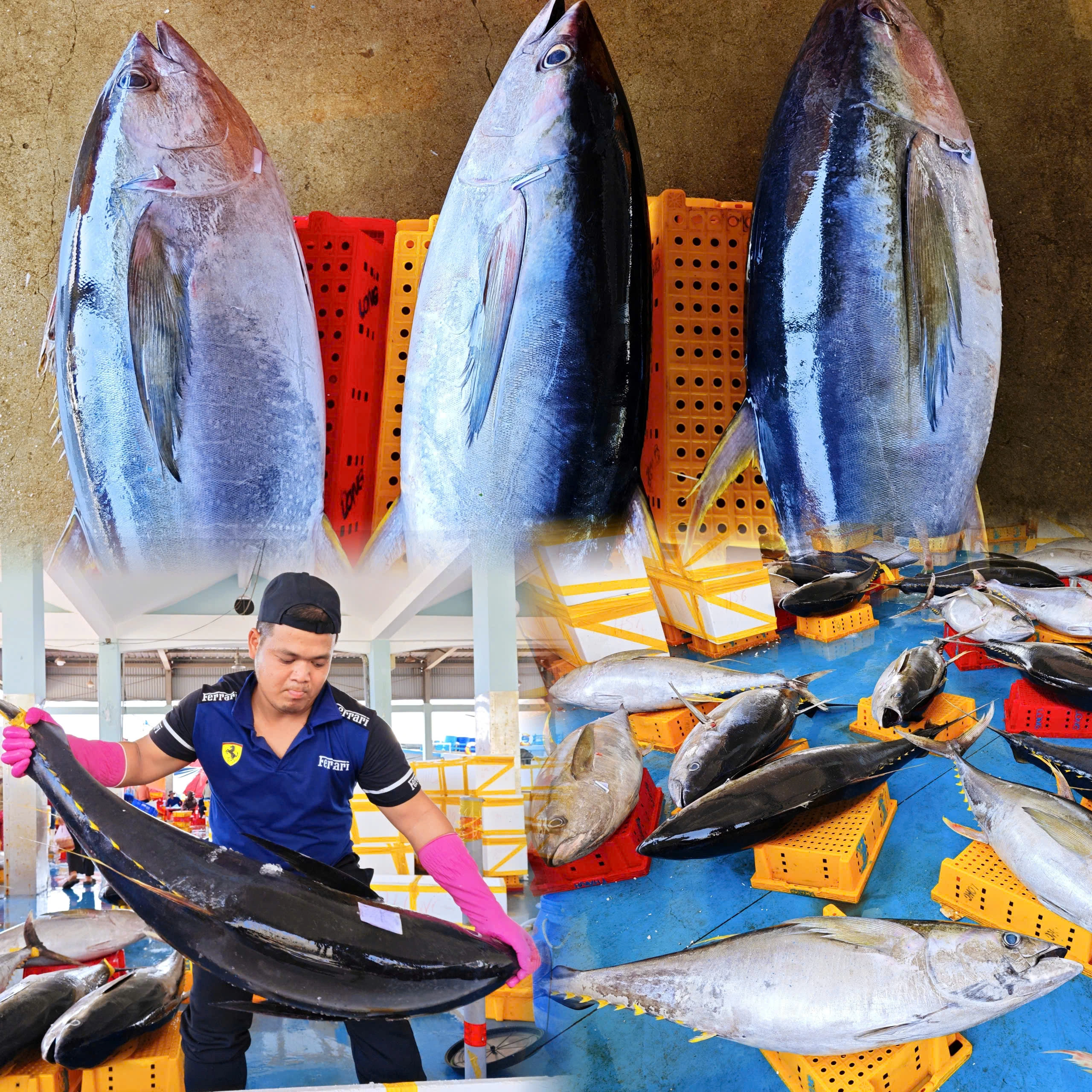 Trúng đậm cá ngừ đại dương ở Hoàng Sa , ngư dân Quảng Ngãi thu hoạch bất ngờ - Ảnh 1. Trúng đậm cá ngừ đại dương ở Hoàng Sa , ngư dân Quảng Ngãi thu hoạch bất ngờ - Ảnh 1.