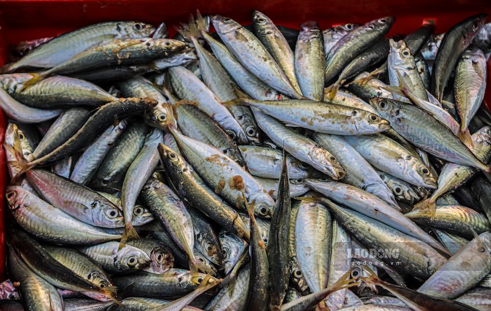 Những mẻ cá tươi rói liên tục được đưa vào bờ. Ảnh: Nguyễn Luân