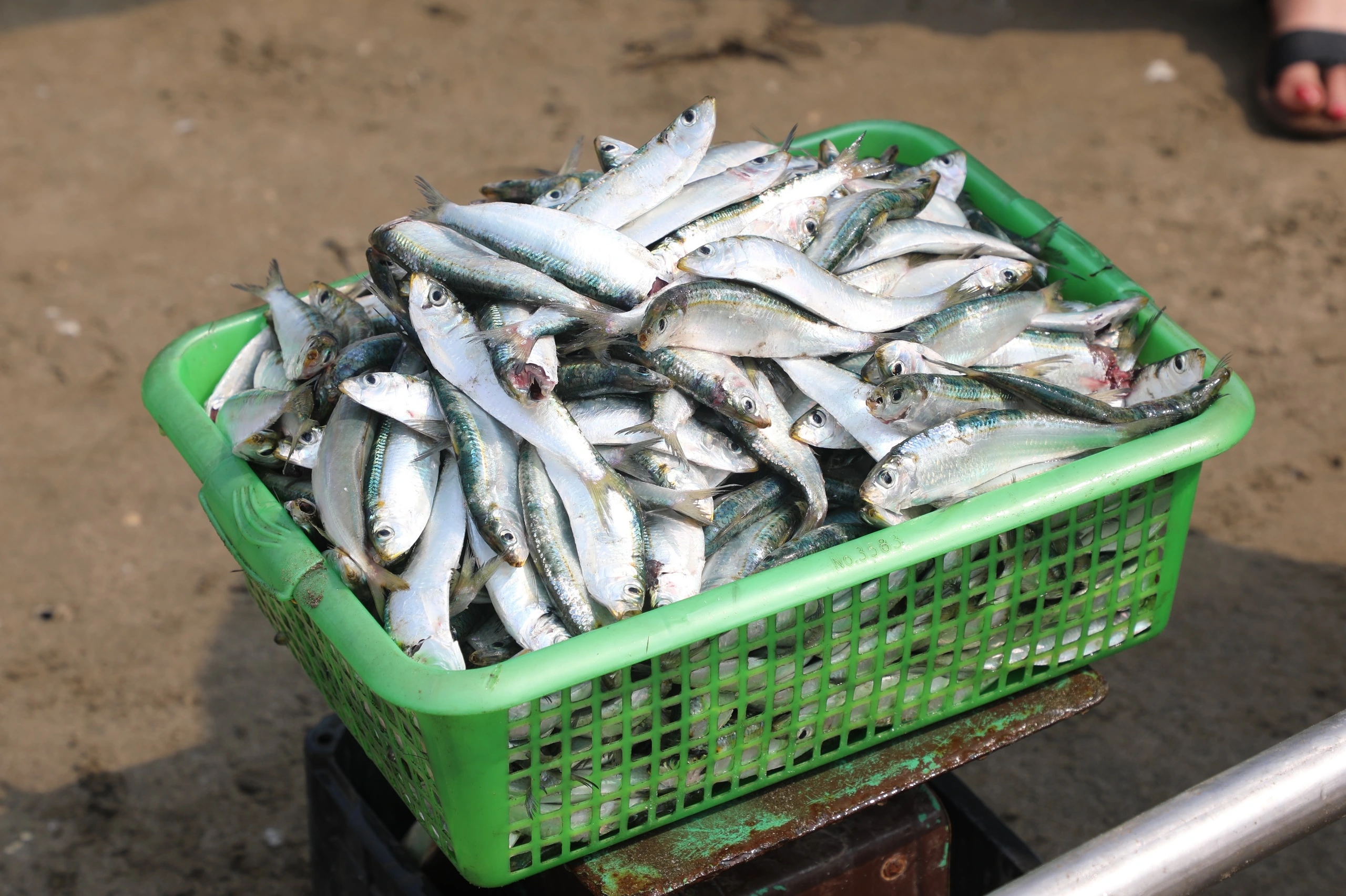 Cá trích gây 'sốt' mạng xã hội- Ảnh 1. Cá trích gây 'sốt' mạng xã hội- Ảnh 1.