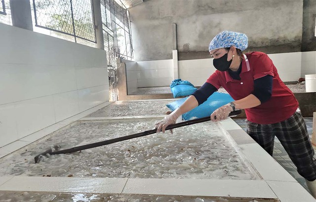 Mùa lộc biển: Những khoang thuyền chở 'vàng trắng' về bờ - Ảnh 7.