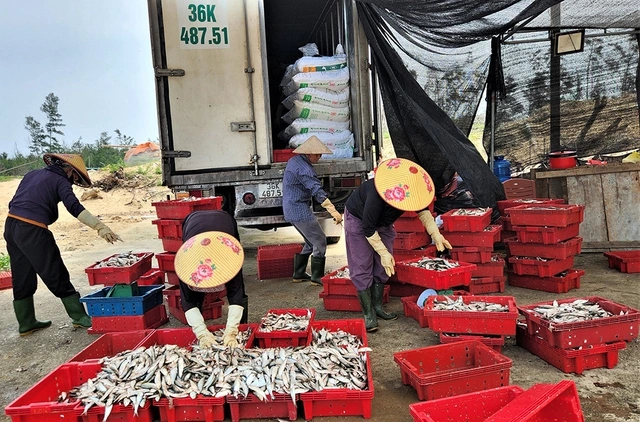 Mùa lộc biển: Săn 'bạc xanh' trên sóng biển- Ảnh 2. Mùa lộc biển: Săn 'bạc xanh' trên sóng biển- Ảnh 2.