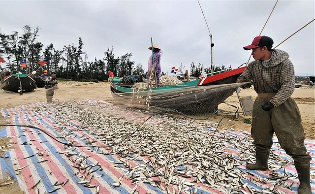 Mùa lộc biển: Săn 'bạc xanh' trên sóng biển- Ảnh 3. Mùa lộc biển: Săn 'bạc xanh' trên sóng biển- Ảnh 3.