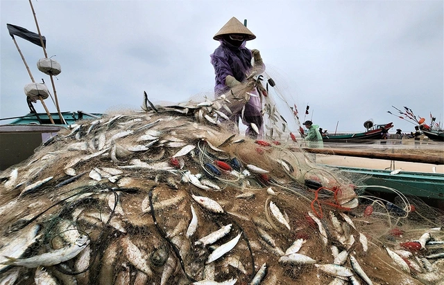 Mùa lộc biển: Săn 'bạc xanh' trên sóng biển- Ảnh 1. Mùa lộc biển: Săn 'bạc xanh' trên sóng biển- Ảnh 1.