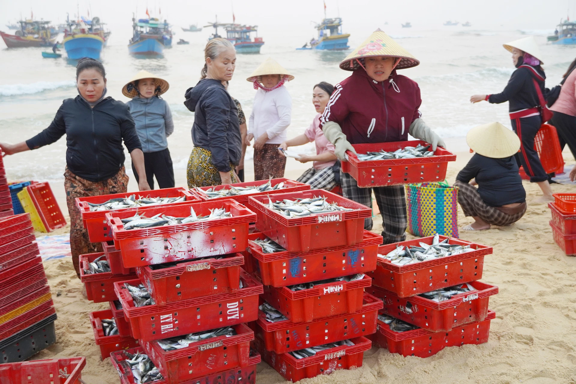Nhờ thời tiết thuận lợi, mùa cá Nam ở Nhân Trạch năm nay được mùa - Ảnh: L.M 