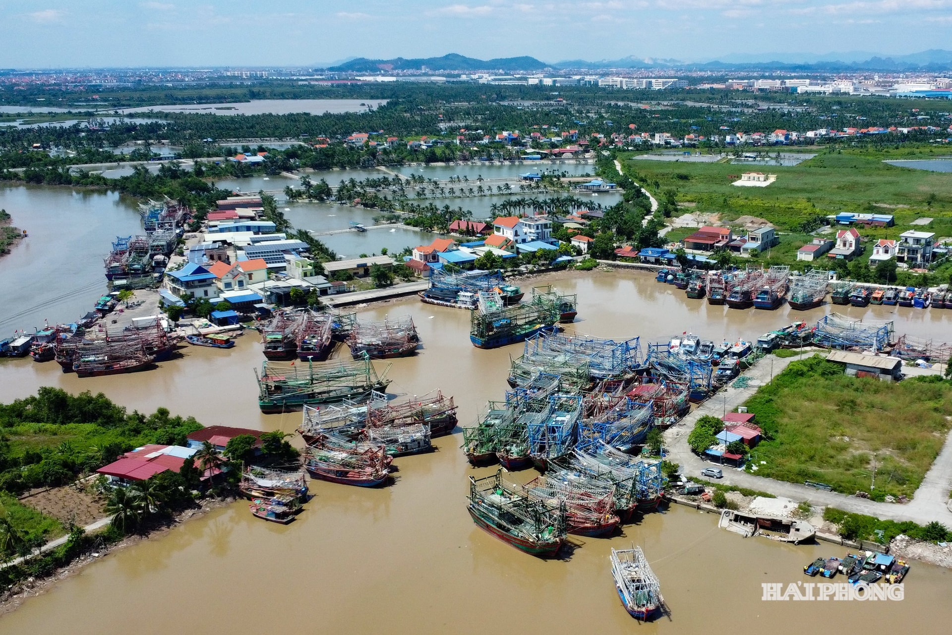 cang ca Mat Rong19