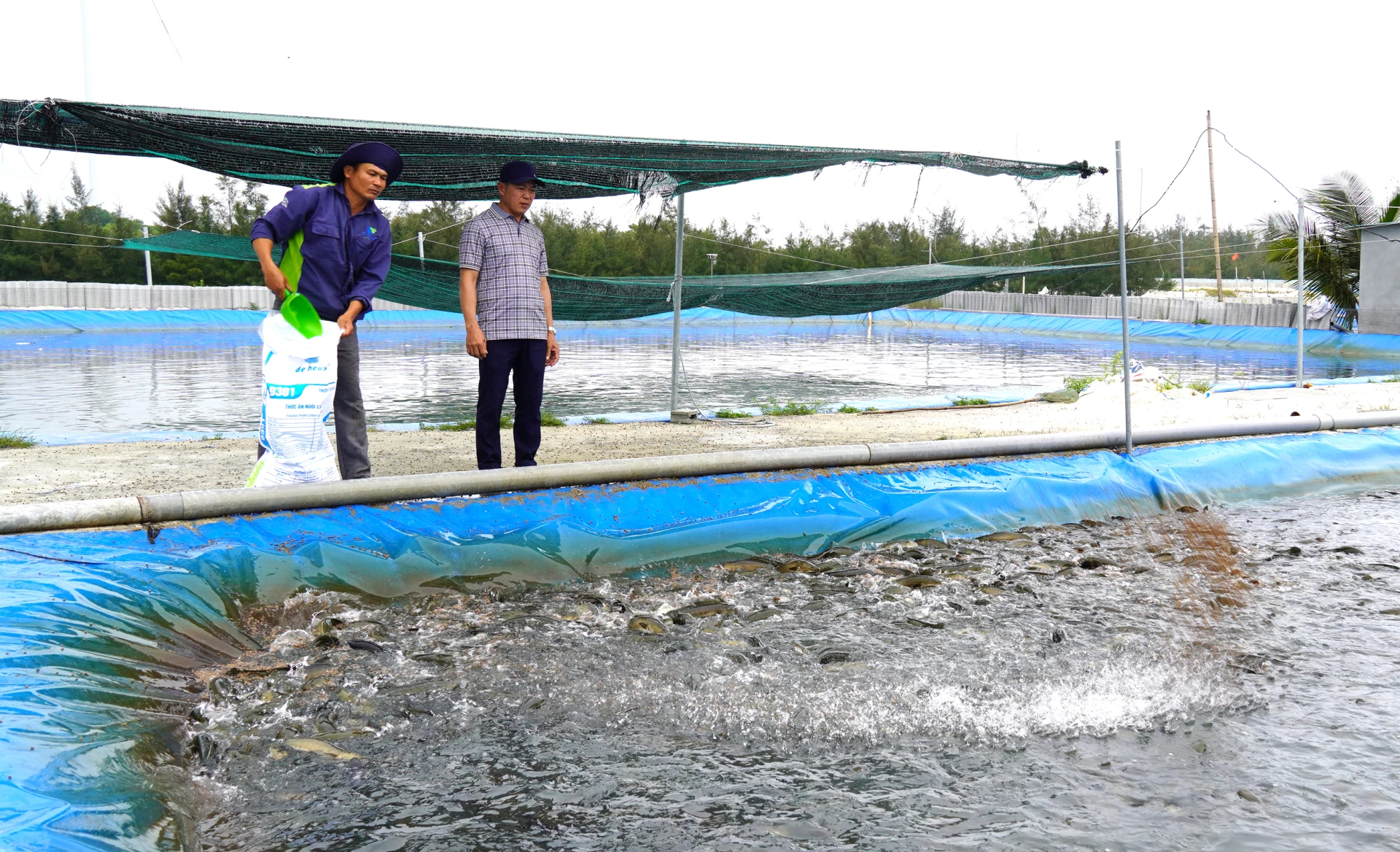 Nghề nuôi cá lóc trên cát nổi tiếng ở thôn Bắc Hòa, xã Cam Hồng đang đối mặt với nhiều thách thức - Ảnh: C.H