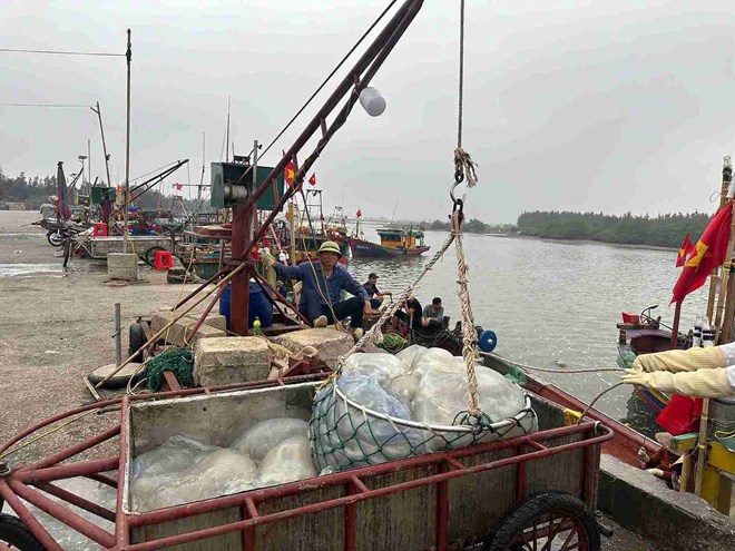 Theo chân ngư dân Tiền Hải săn sứa vào mùa