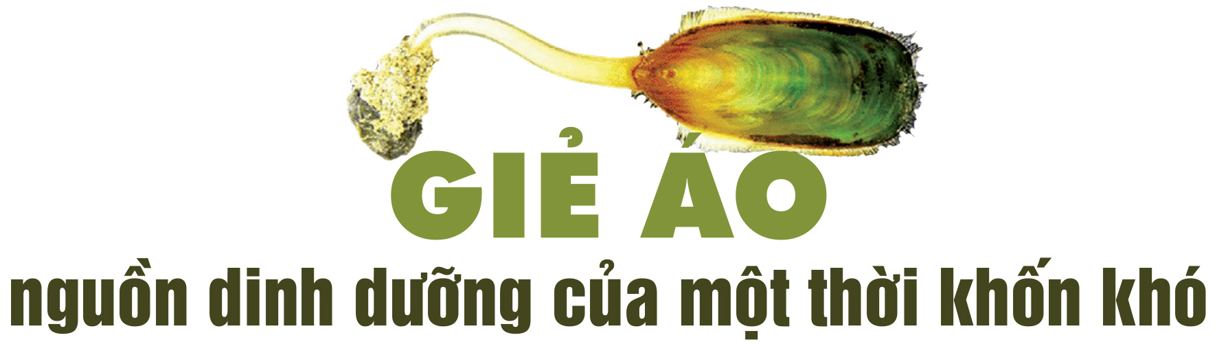 Giá bể, giẻ áo, cà xỉu và 500 triệu năm trên đĩa ăn - Ảnh 1. Giá bể, giẻ áo, cà xỉu và 500 triệu năm trên đĩa ăn - Ảnh 1.