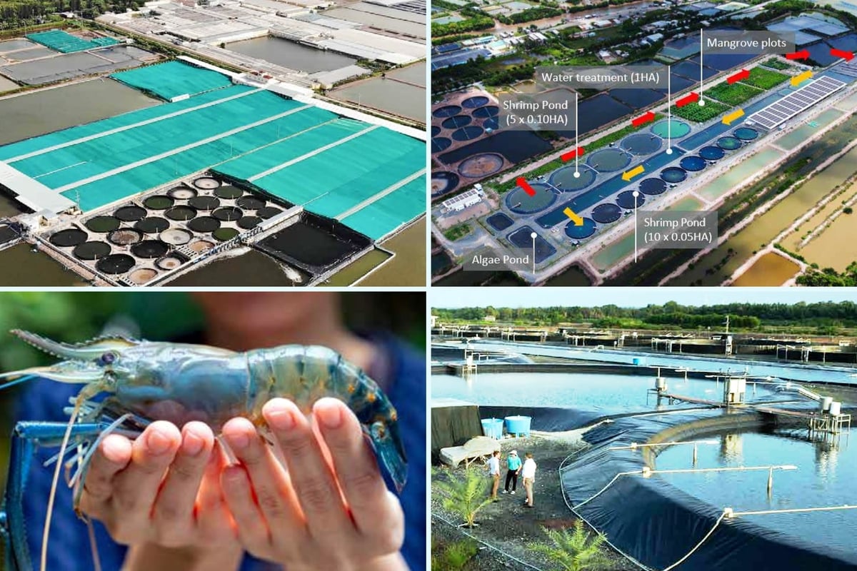ĐBSCL chiếm khoảng 60% kim ngạch xuất khẩu thủy sản của cả nước. Ảnh: ĐSQ Hà Lan.